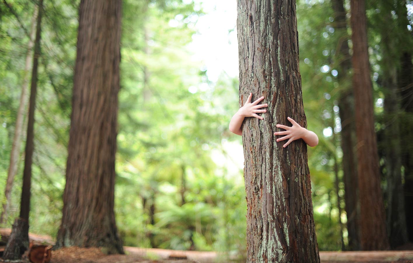 Baum im Wald, der umarmt wird